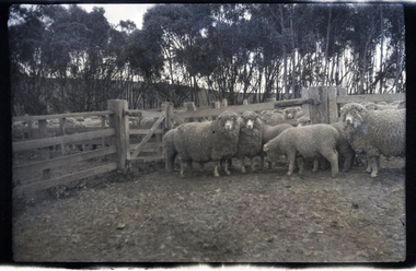 Negative - Sheep, J W Allen, 1928-1929