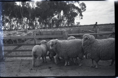 Negative - Sheep in Stockyards, J W Allen, 1928-1929