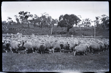 Negative - Sheep, J W Allen, 1928-1929