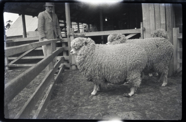 Negative - Sheep, J W Allen, 1928-1929