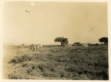 Photograph - Grevy's Zebras, Kenya, J W Allen, 1928-1929