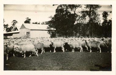 Photograph - 'Terlings', Moree, New South Wales, J W Allen, 1928-1929