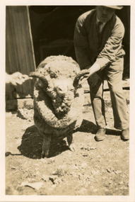 Photograph - Ram, Boonoke Station, Conargo, New South Wales, J W Allen, 1928-1929