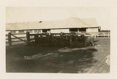 Photograph - Ram, Boonoke Station, Conargo, New South Wales, J W Allen, 1928-1929