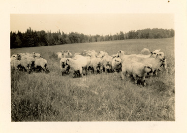 Photograph - Lennoxville Farm, Quebec, Canada, J W Allen, 1928-1929