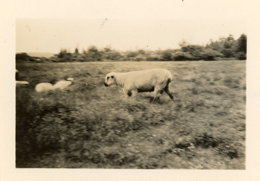 Photograph - Lennoxville Farm, Quebec, Canada, J W Allen, 1928-1929