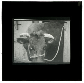 Photograph - Cow, J W Allen, 1900 - 1940