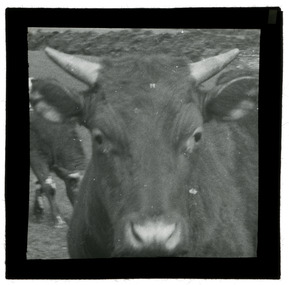 Photograph - Cow, J W Allen, 1900 - 1940