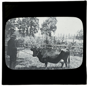 Photograph - Man with a Cow, J W Allen, 1900 - 1940