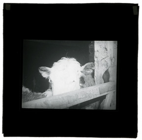 Photograph - Cow, J W Allen, 1900 - 1940