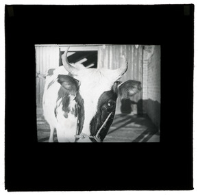 Photograph - Cow, J W Allen, 1900 - 1940