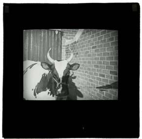 Photograph - Cow, J W Allen, 1900 - 1940