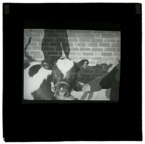 Photograph - Cow, J W Allen, 1900 - 1940