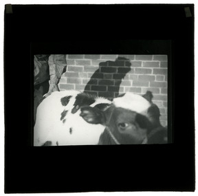 Photograph - Cow, J W Allen, 1900 - 1940