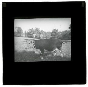 Photograph - Cow, J W Allen, 1900 - 1940
