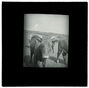 Photograph - Cow, J W Allen, 1900 - 1940