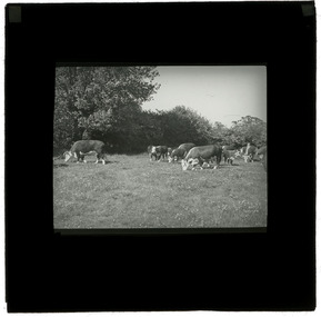 Photograph - Cows, J W Allen, 1900 - 1940