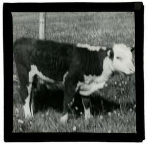 Photograph - Calf, J W Allen, 1900 - 1940