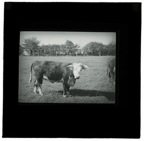 Photograph - Cow, J W Allen, 1900 - 1940