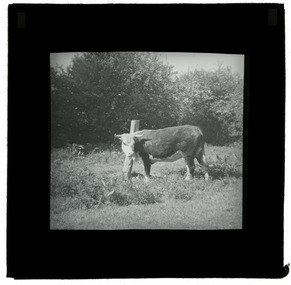 Photograph - Cow, J W Allen, 1900 - 1940