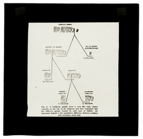 Photograph - Hair Follicles Chart, J W Allen, 1900 - 1940