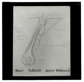 Photograph - Wool Follicle, J W Allen, 1900 - 1940