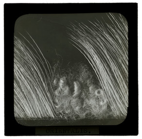 Photograph - Wool Fibres, J W Allen, 1900 - 1940