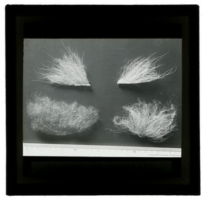 Photograph - Wool Samples, J W Allen, 1900 - 1940