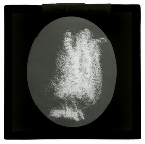 Photograph - Wool Sample, J W Allen, 1900 - 1940