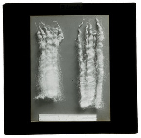 Photograph - Wool Samples, J W Allen, 1900 - 1940