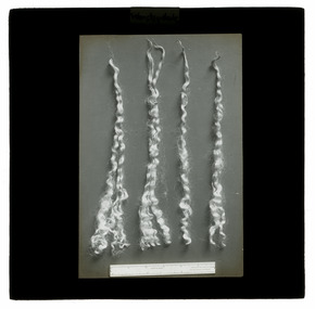 Photograph - Wool Samples, J W Allen, 1900 - 1940