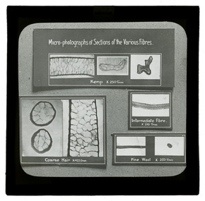 Photograph - Wool Fibre Diagrams, J W Allen, 1900 - 1940