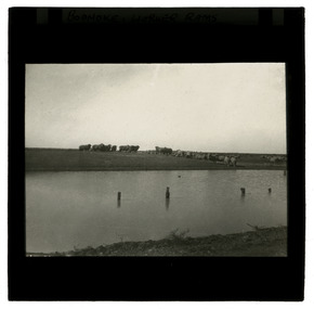 Photograph - Boonoke, Worker Rams, J W Allen, 1900 - 1940