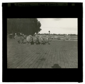 Photograph - Boonoke Rams, J W Allen, 1900 - 1940