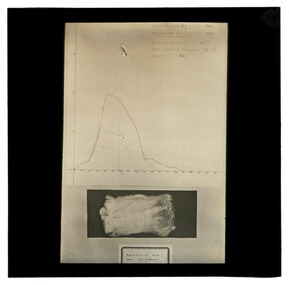 Photograph - Graph and Wool Sample, J W Allen, 1900 - 1940