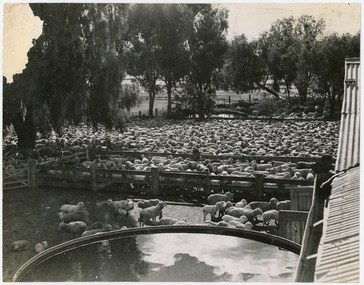 Photograph - Sheep in Shearing Shed Yards, 1960s