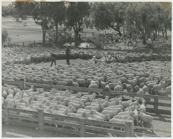 Photograph - Sheep in Shearing Shed Yards, 1960s