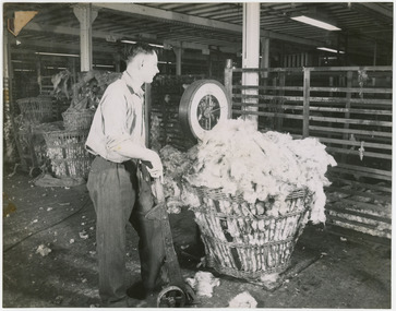 Photograph - Weighing Loose Fleece, 1960s