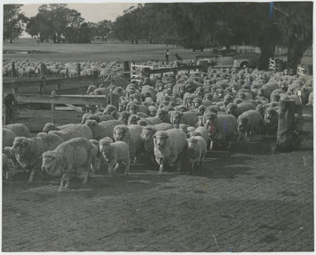 Photograph - Sheep at Boonoke Station, 1960s