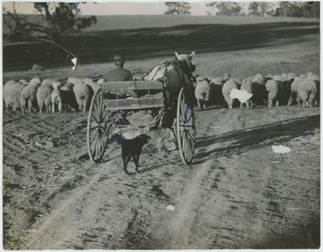 Photograph - Drover, Boonoke Station, 1960s