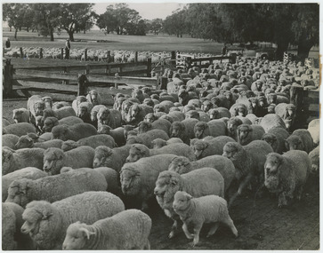 Photograph - Sheep at Boonoke Station, 1960s