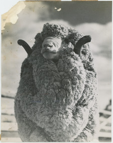 Photograph - Stud Merino Ram, Boonoke Station, 1960s