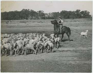 Photograph - Horseman and Rams, Boonoke Station, 1960s