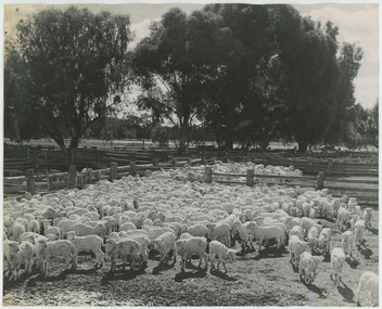 Photograph - Lambs in Yards at Shearing Shed, 1960s