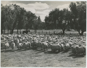 Photograph - Sheep in Stock Yards, 1960s