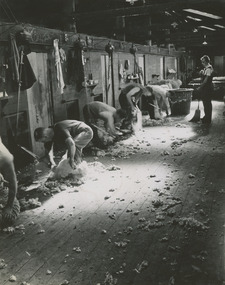 Photograph - Shearers, Boonoke Station, 1960s