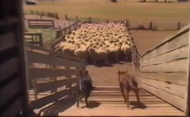 Film - Herding Sheep, Sound Design Studio, c.2000