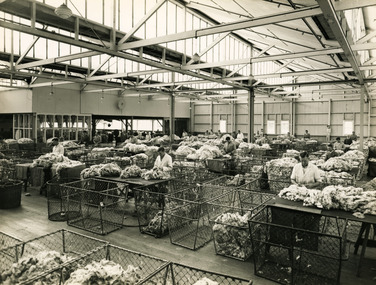 Photograph - Wool Sorting, Williamstown, 1968