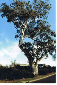 Postcard - Photograph of tree, Corroboree Tree, St Kilda, 1952