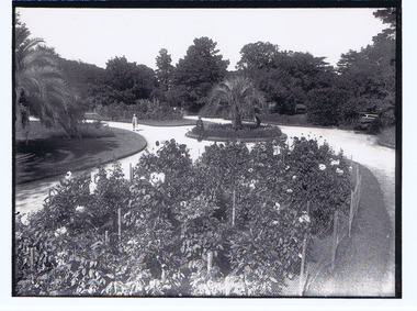Photograph, St Kilda Botanical Gardens, c. 1950